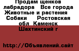 Продам щенков лабрадора - Все города Животные и растения » Собаки   . Ростовская обл.,Каменск-Шахтинский г.